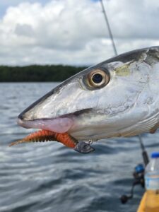 FishUp Tanta